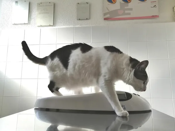 Weight control